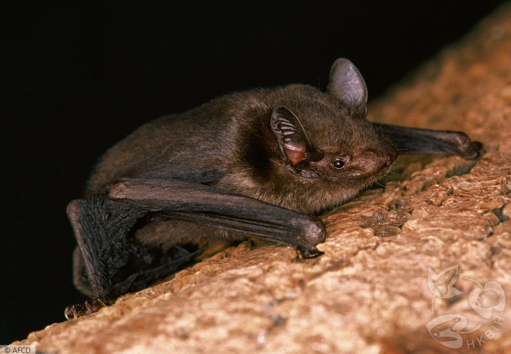 Tonkin Greater Bamboo Bat (Tylonycteris tonkinensis) - Hong Kong Bat Radar