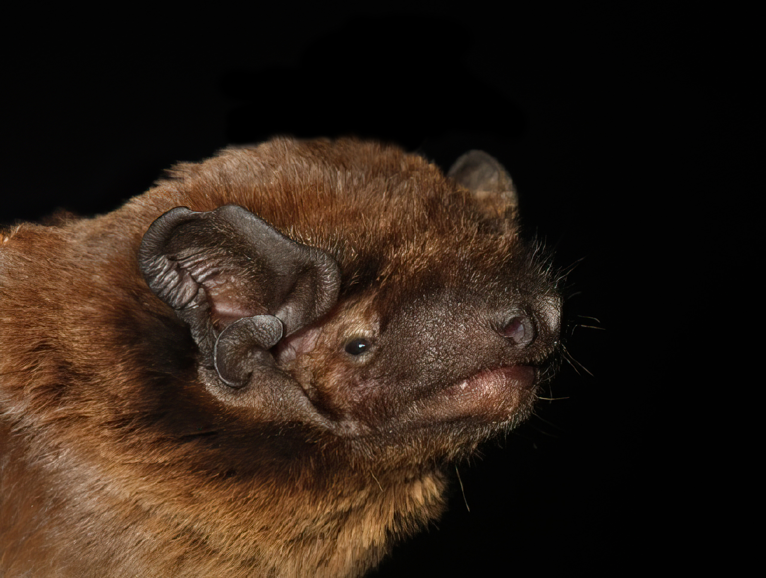 Chinese Noctule (Nyctalus plancyi) - Hong Kong Bat Radar