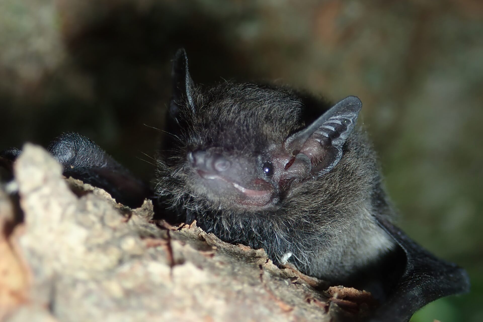 Chinese Pipistrelle