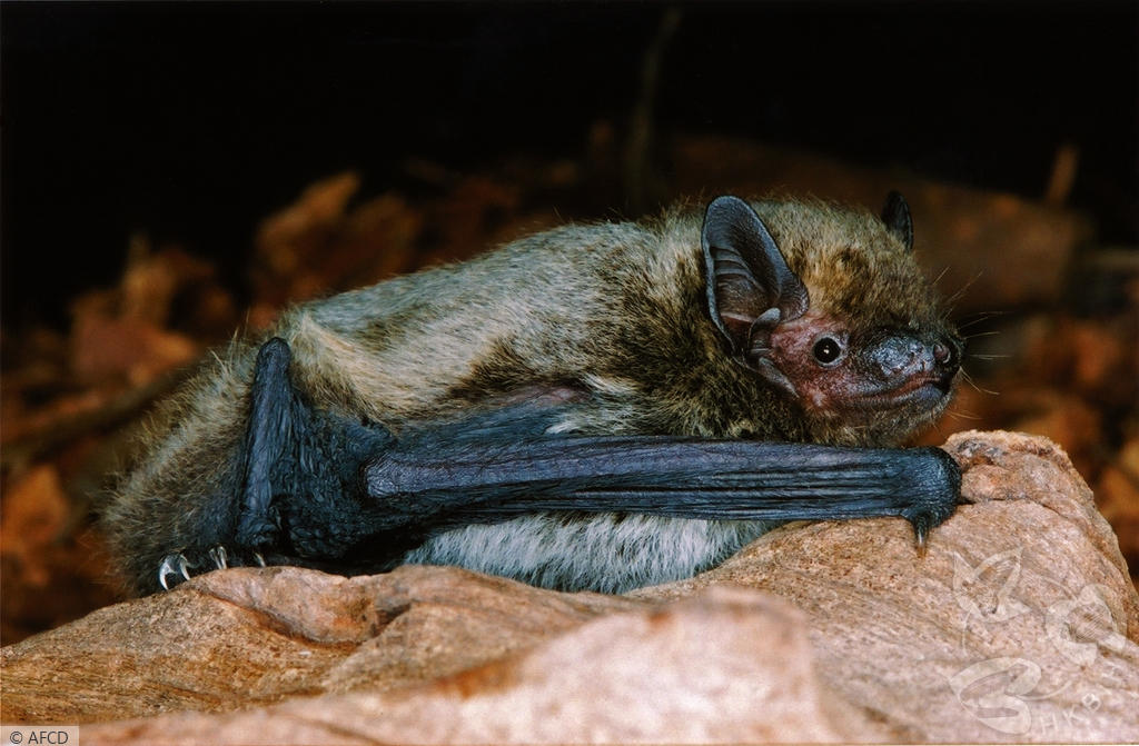 Japanese Pipistrelle (Pipistrellus abramus) - Hong Kong Bat Radar