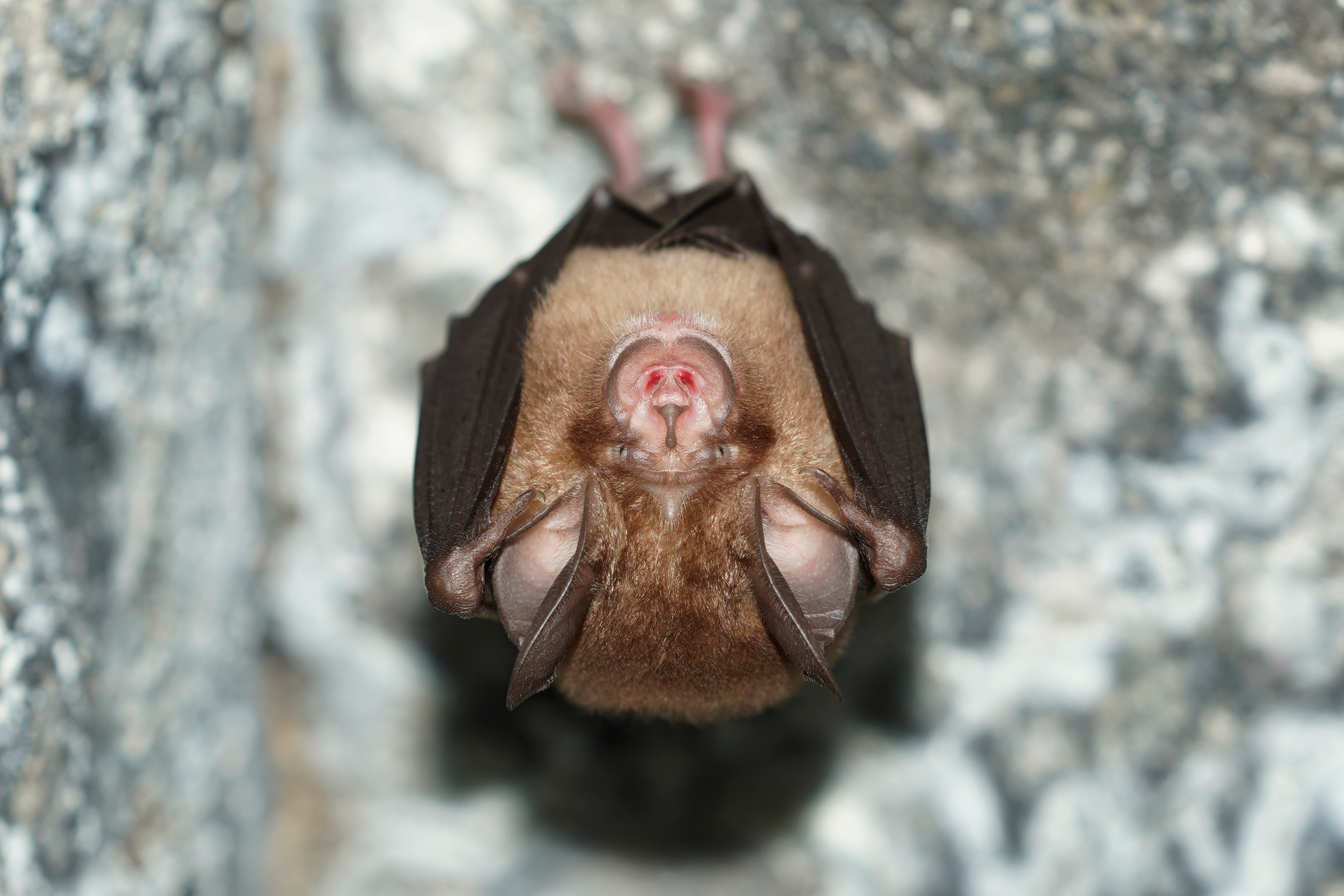 Least Horseshoe Bat