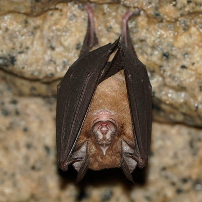 Least Horseshoe Bat (Rhinolophus pusillus) - Hong Kong Bat Radar