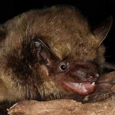 Oriental Serotine (Eptesicus pachyomus) - Hong Kong Bat Radar