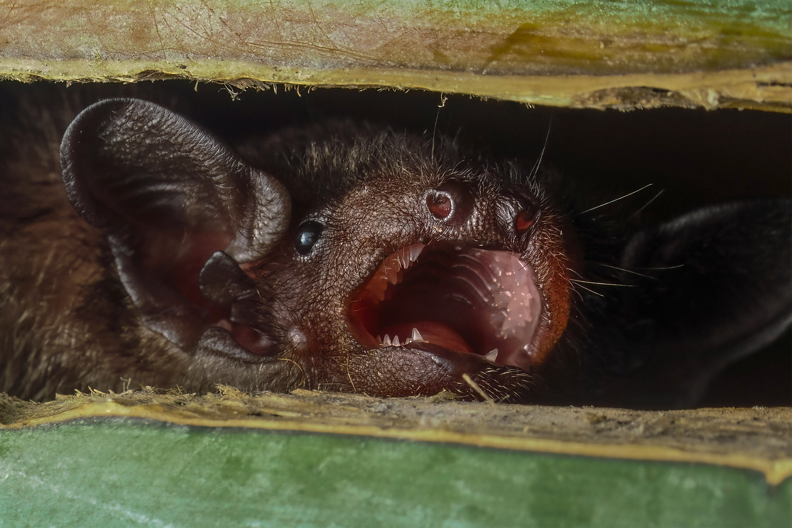 Greater Bamboo Bat
