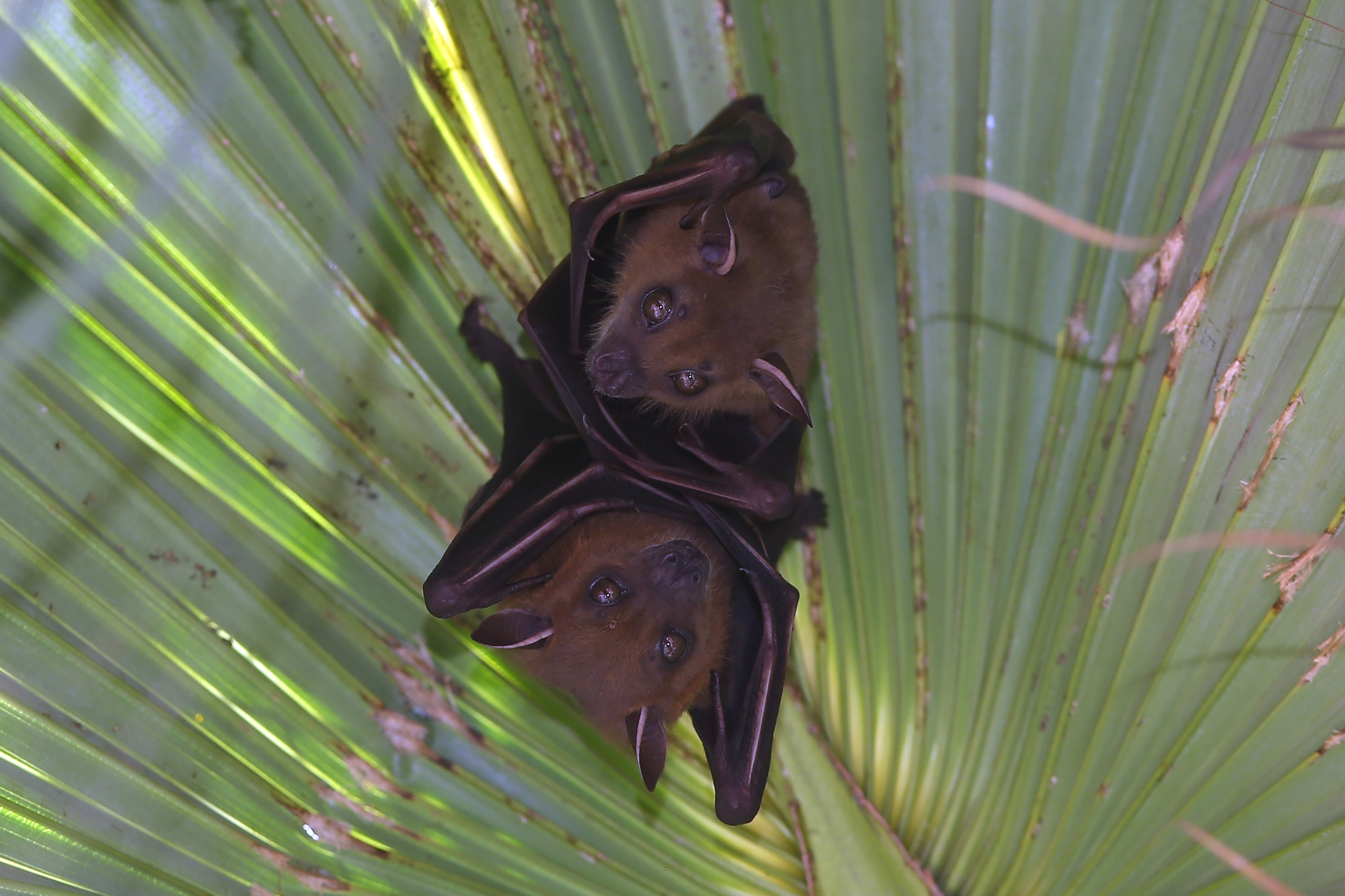 Short-nosed Fruit Bat