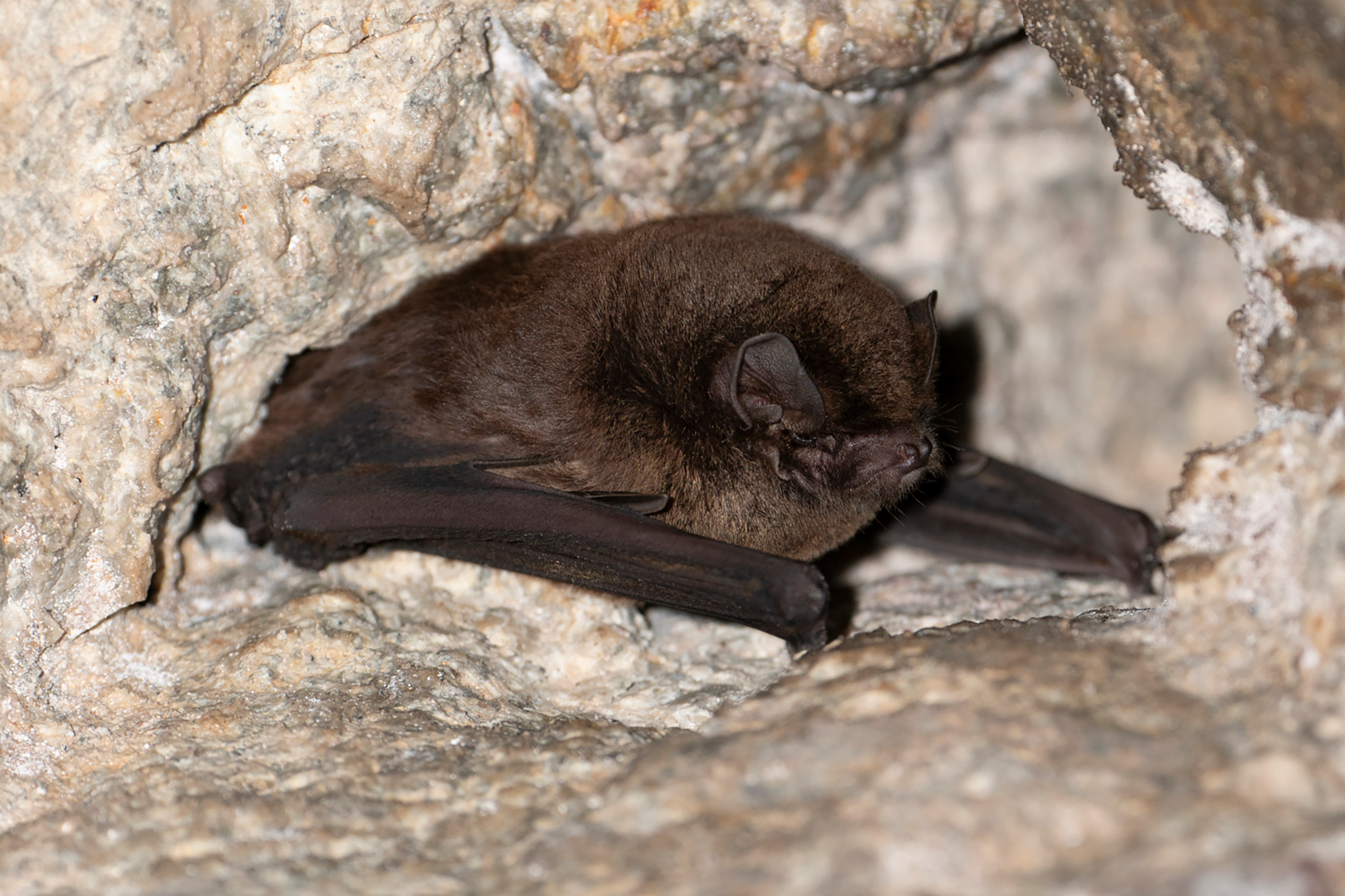 Asian Bent-winged Bat