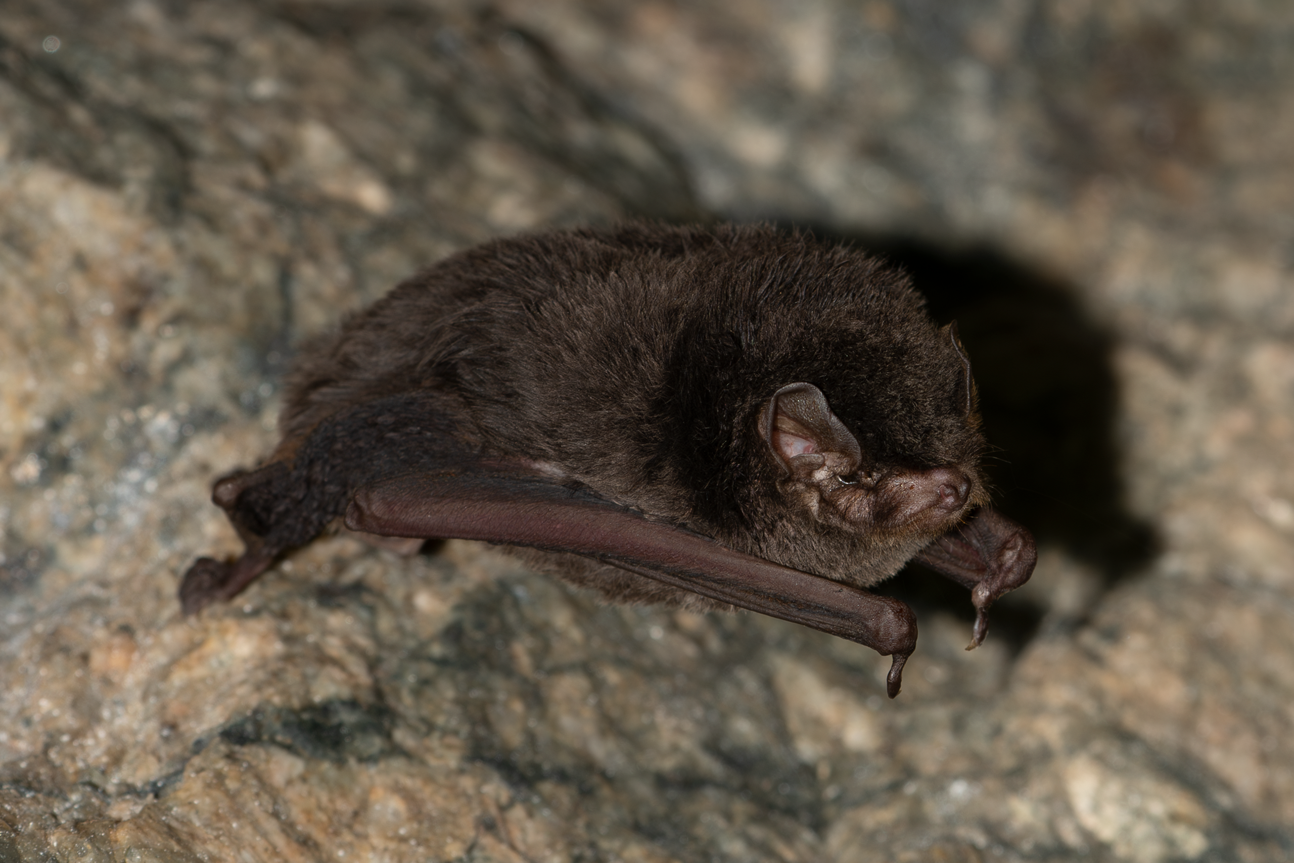 Greater Bent-winged Bat