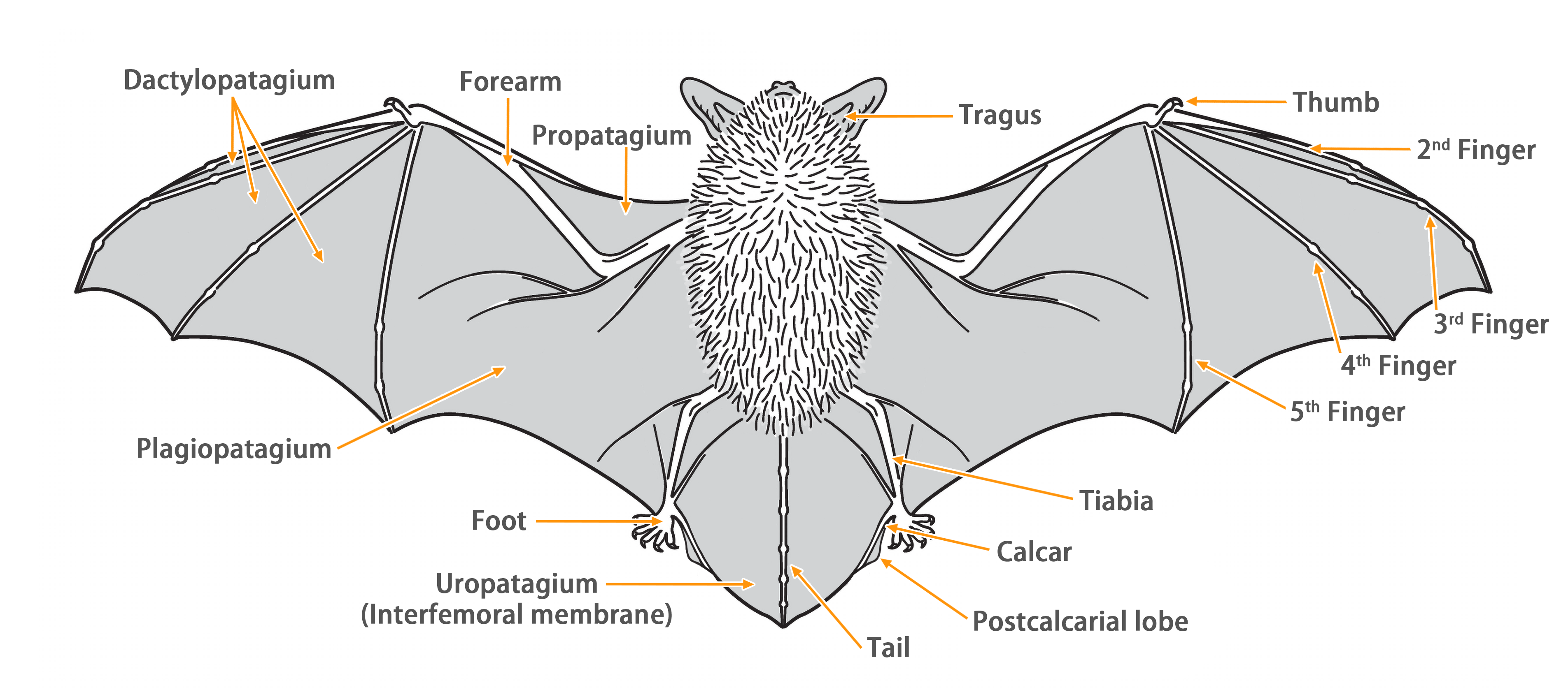 Folded Bat Wing Anatomy
