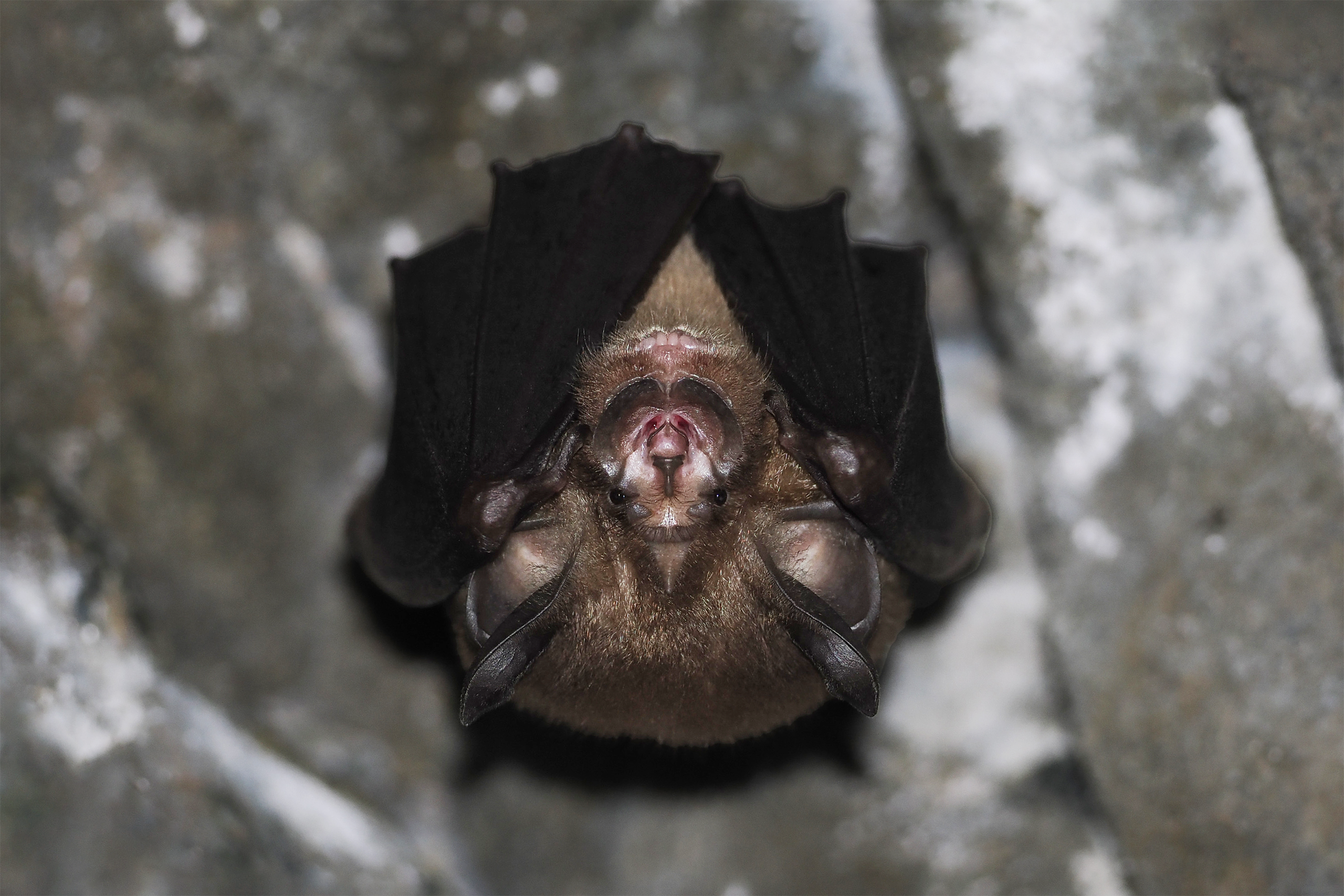 Intermediate Horseshoe Bat