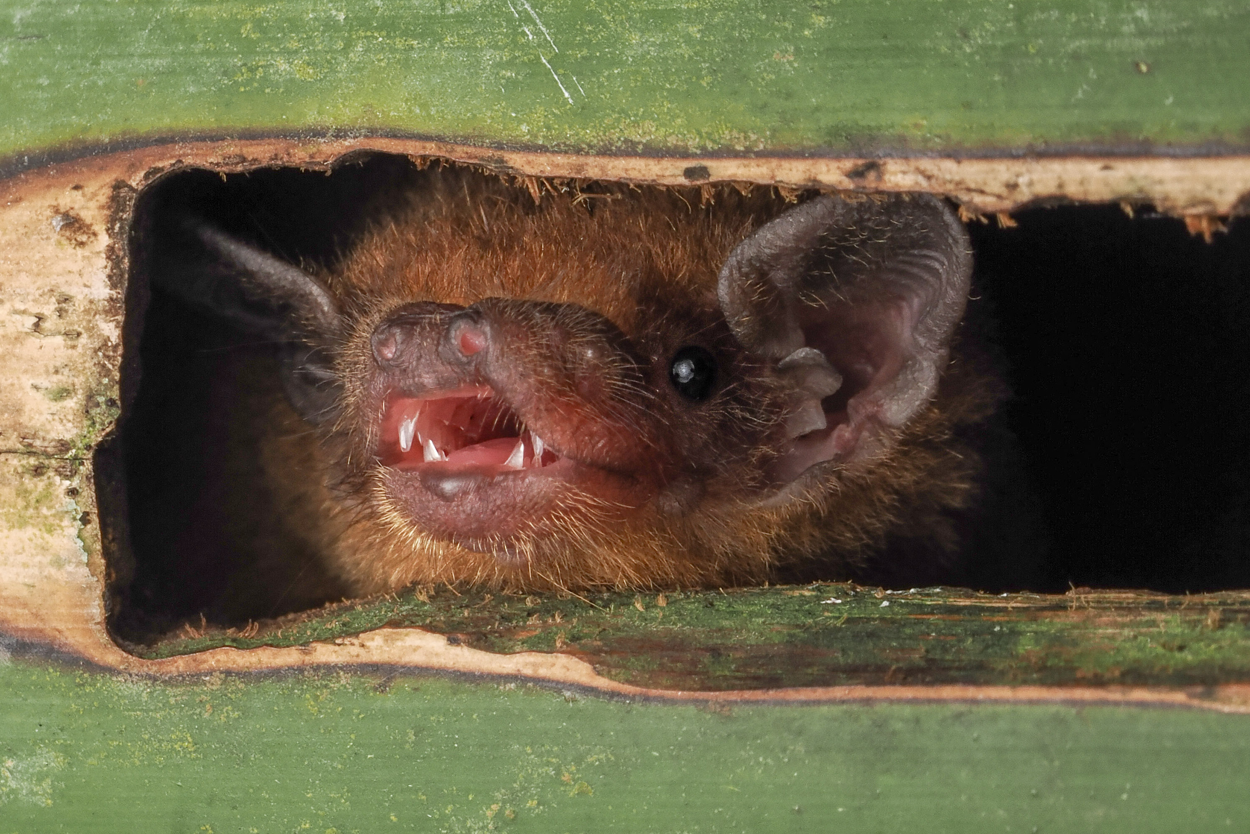 Lesser Bamboo Bat