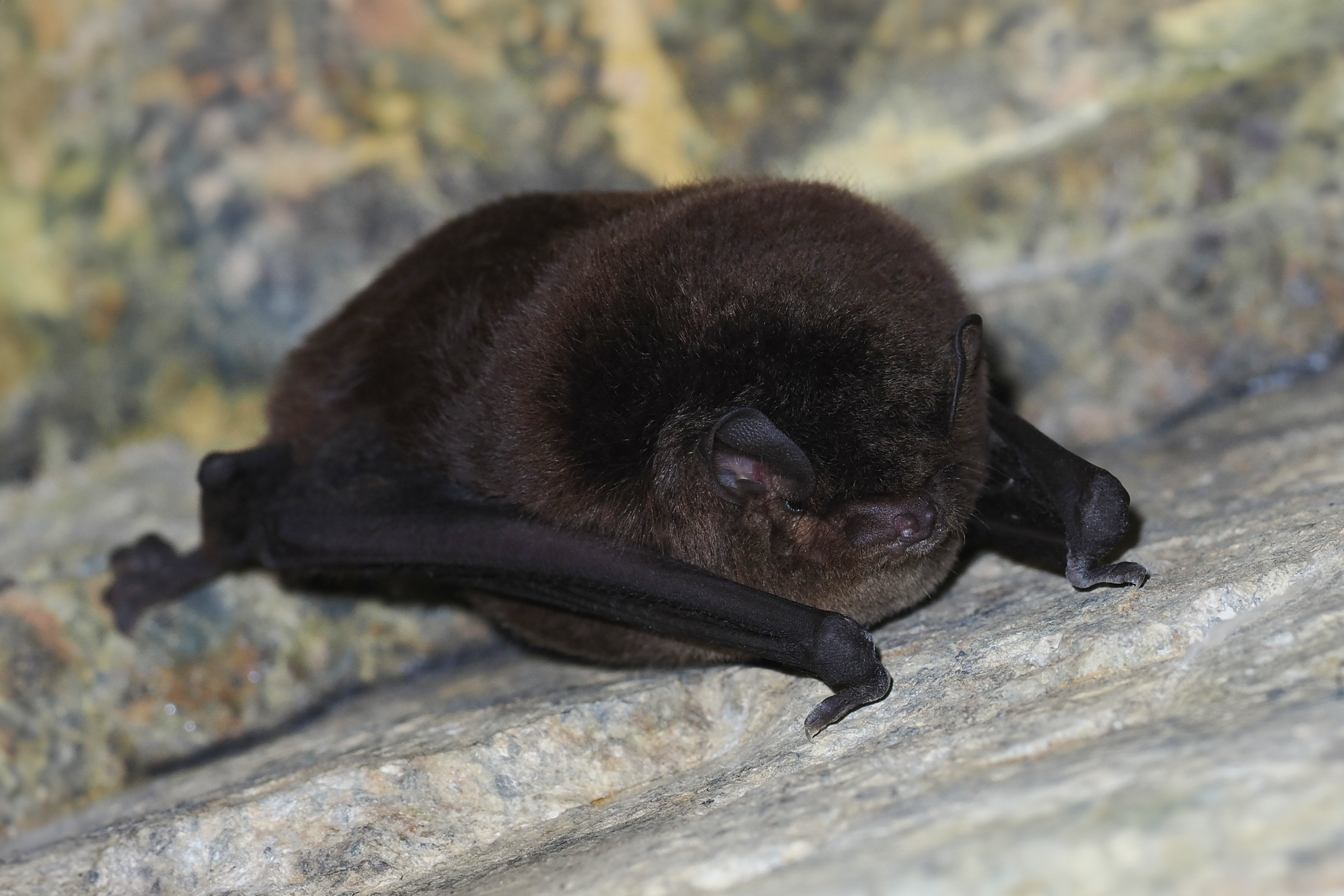 Lesser Bent-winged Bat