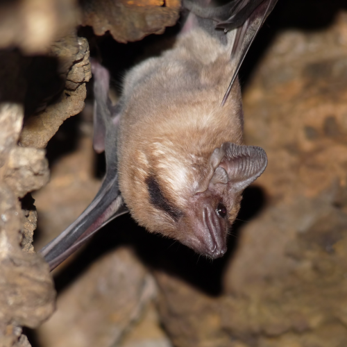 ©Bijoy Venugopal CC BY-NC