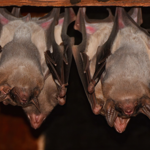 ©David RenoultCC BY-NC