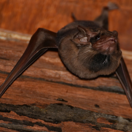 ©David Renoult CC BY-NC