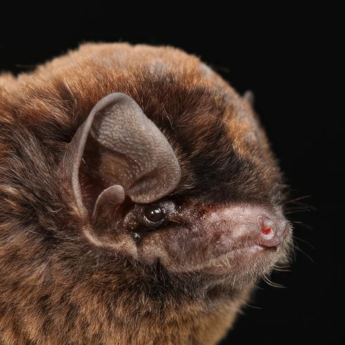 ©漁農自然護理署 (HKBIH)