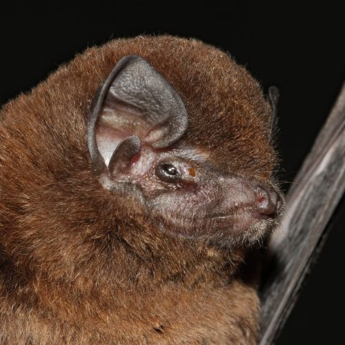 ©Manuel Ruedi CC BY-NC