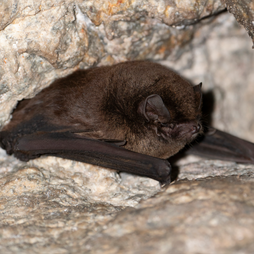 ©Pasteur Ng (All Rights Reserved)