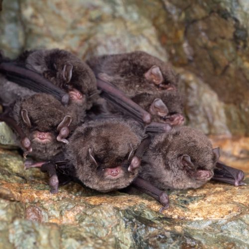 ©Ryosuke Kuwahara CC BY-NC