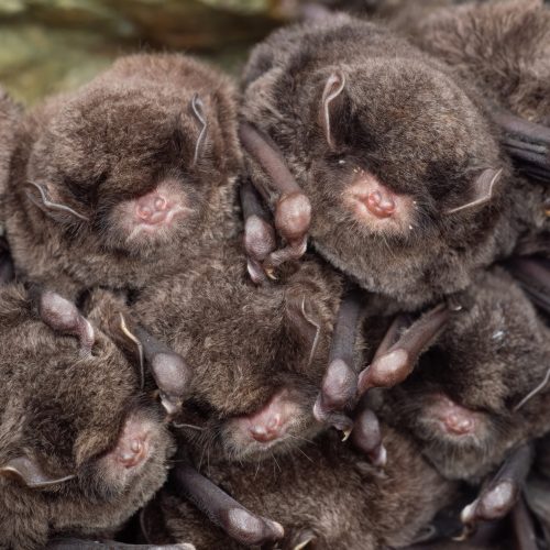 ©Ryosuke Kuwahara CC BY-NC