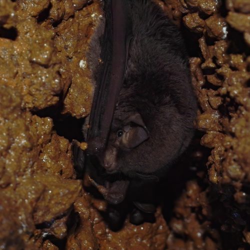 ©batworker CC BY-NC