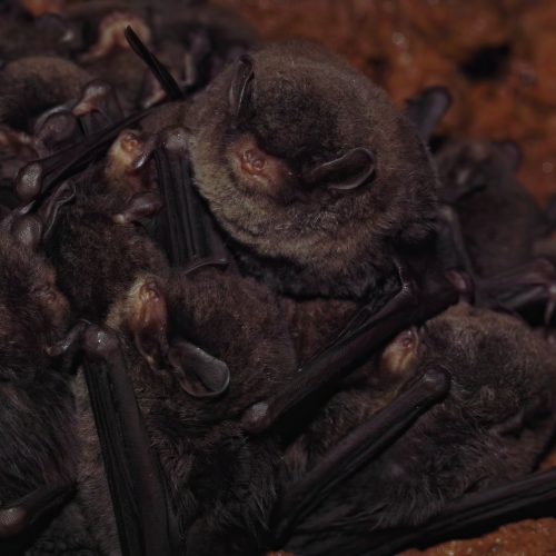 ©batworker CC BY-NC