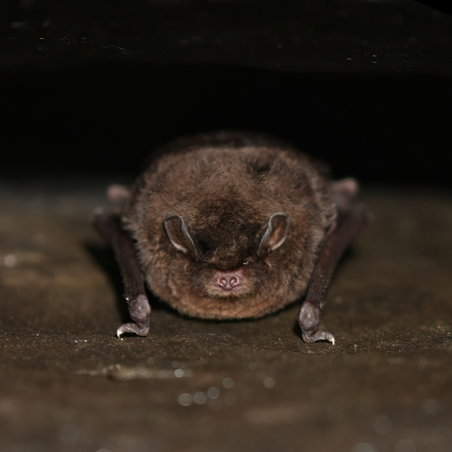 ©張恒嘉 CC BY-NC