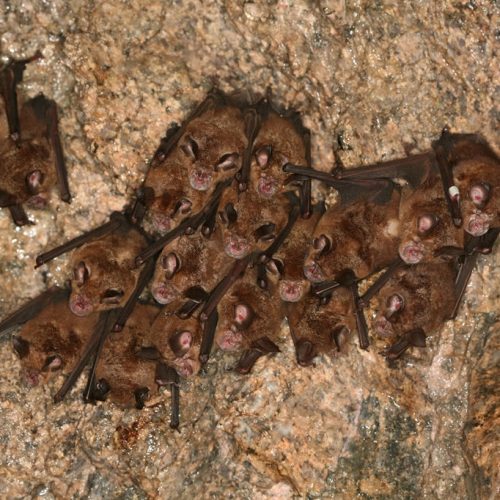 ©漁農自然護理署 (HKBIH)