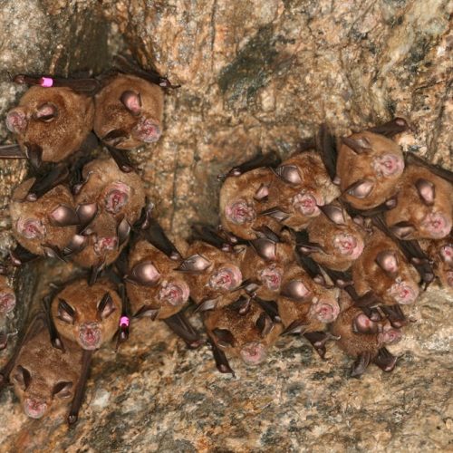 ©漁農自然護理署 (HKBIH)