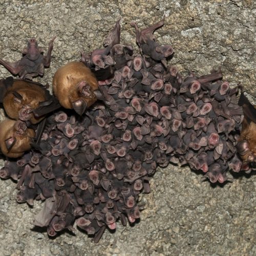 ©漁農自然護理署 (HKBIH)