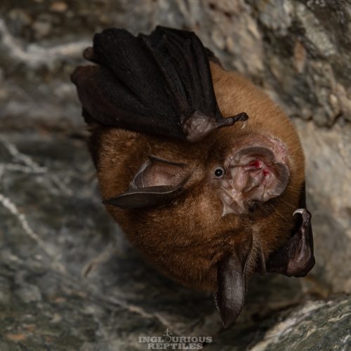 ©Artur Tomaszek (All Rights Reserved)