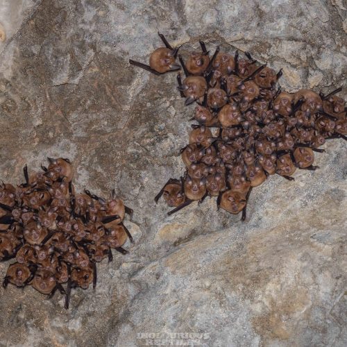 ©Artur Tomaszek (All Rights Reserved)