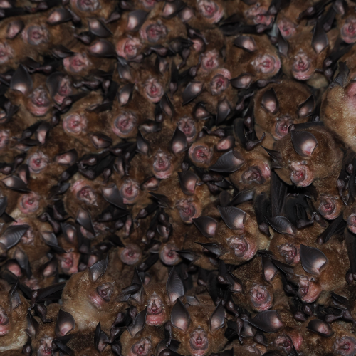 ©FS Sour (All Rights Reserved)