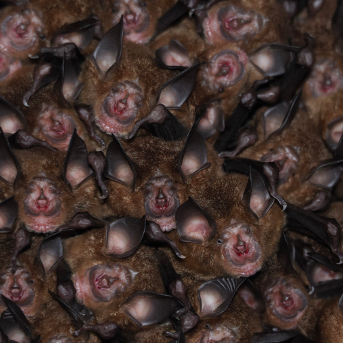 ©FS Sour (All Rights Reserved)