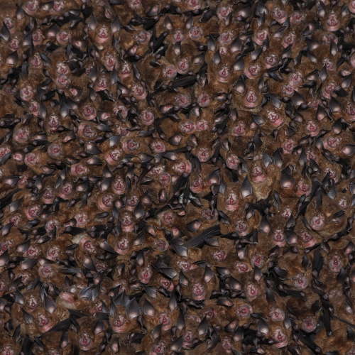 ©FS Sour (All Rights Reserved)