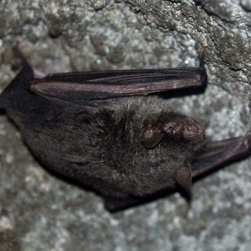 ©漁農自然護理署 (HKBIH)