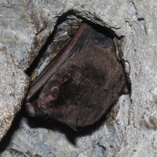 ©漁農自然護理署 (HKBIH)