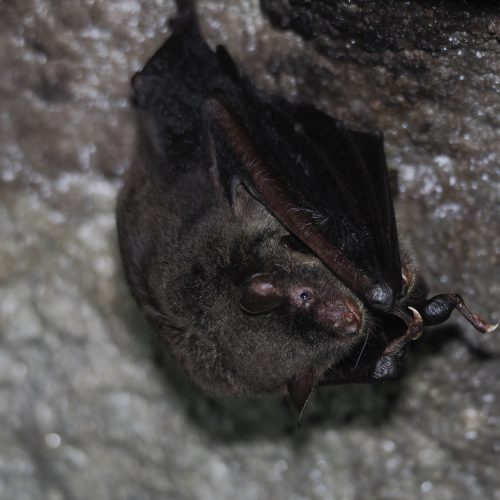 ©FS Sour (All Rights Reserved)