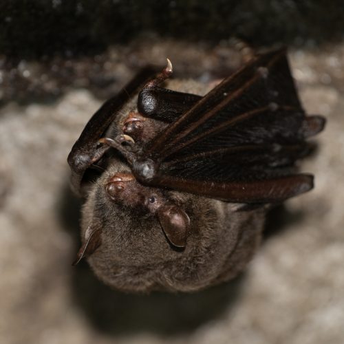 ©Pasteur Ng (All Rights Reserved)