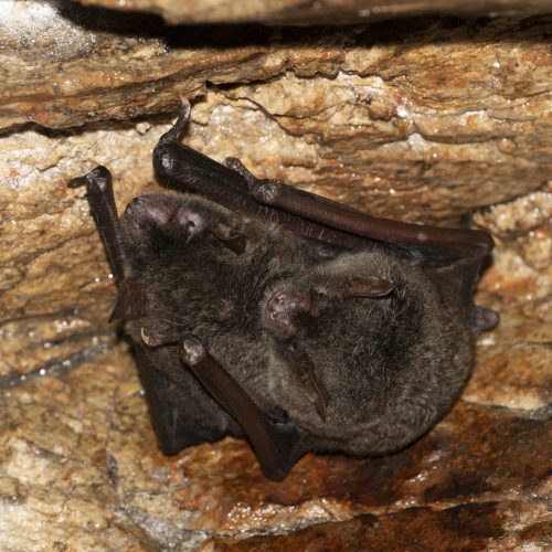 ©Pasteur Ng (All Rights Reserved)