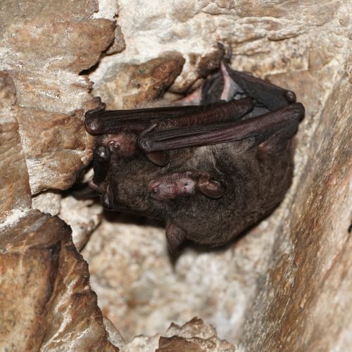 ©Pasteur Ng (All Rights Reserved)