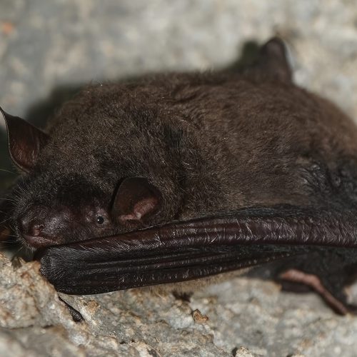 ©Pasteur Ng (All Rights Reserved)