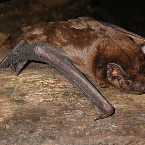 ©batworker CC-BY NC