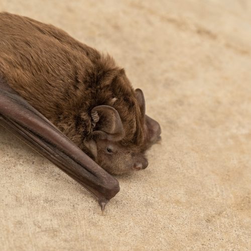 ©ttimmy CC BY-NC-SA