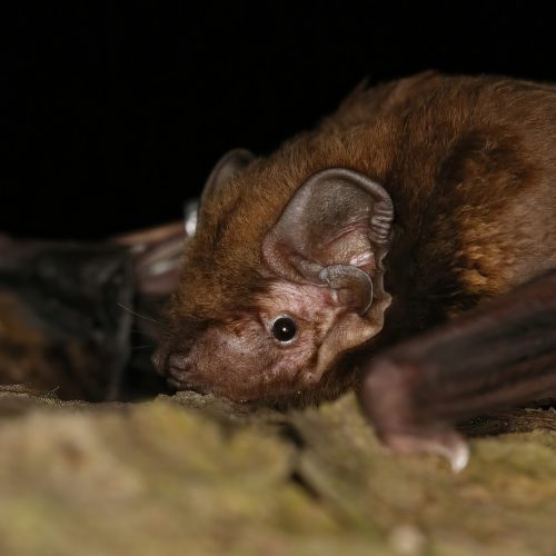 ©張恒嘉 CC-BY NC