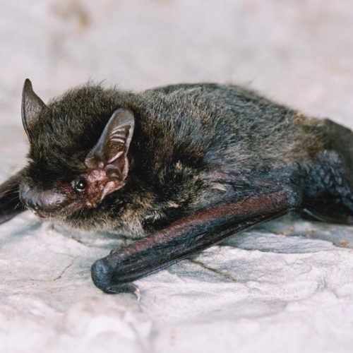 ©漁農自然護理署 (HKBIH)