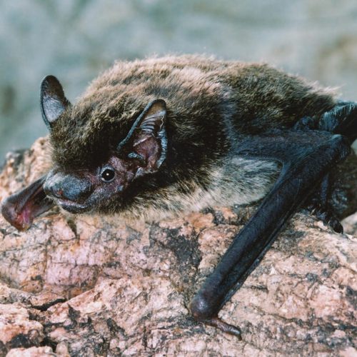 ©漁農自然護理署 (HKBIH)