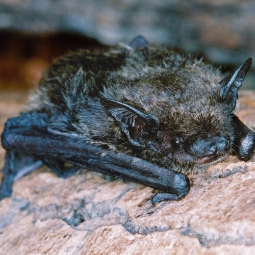 ©漁農自然護理署 (HKBIH)