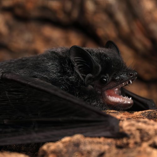 ©漁農自然護理署 (HKBIH)