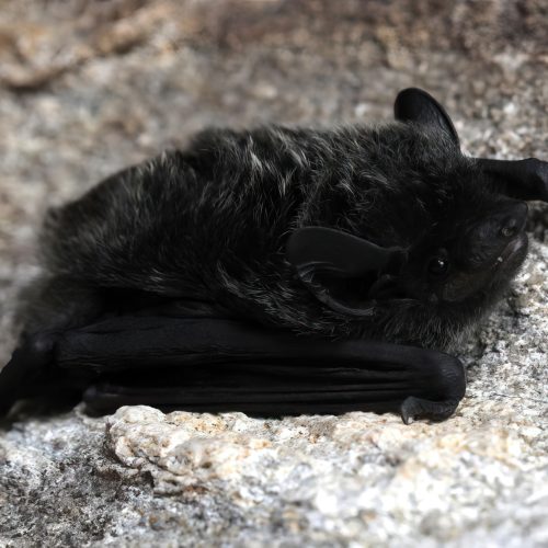 ©漁農自然護理署 (HKBIH)