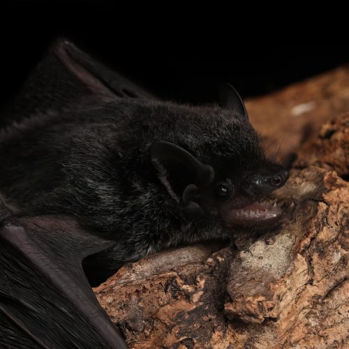 ©漁農自然護理署 (HKBIH)